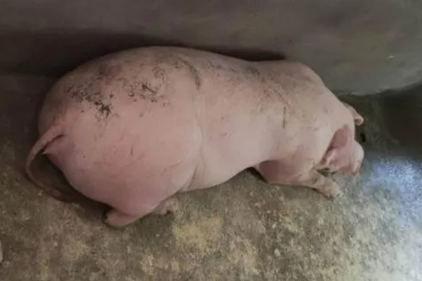 母猪胎死腹中怎么判断，会流出恶露、精神沉郁等