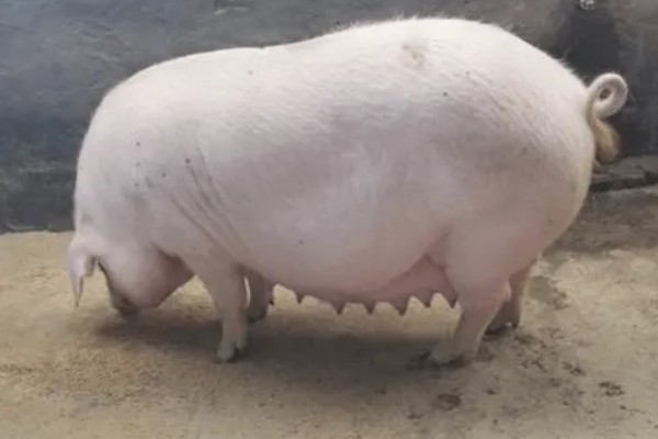 母猪胎死腹中怎么判断，会流出恶露、精神沉郁等