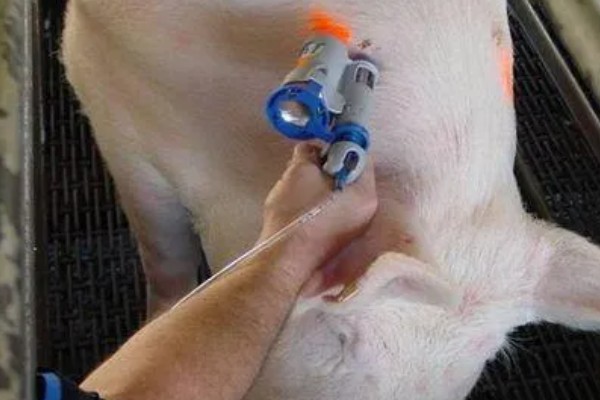 母猪胎死腹中怎么判断，会流出恶露、精神沉郁等