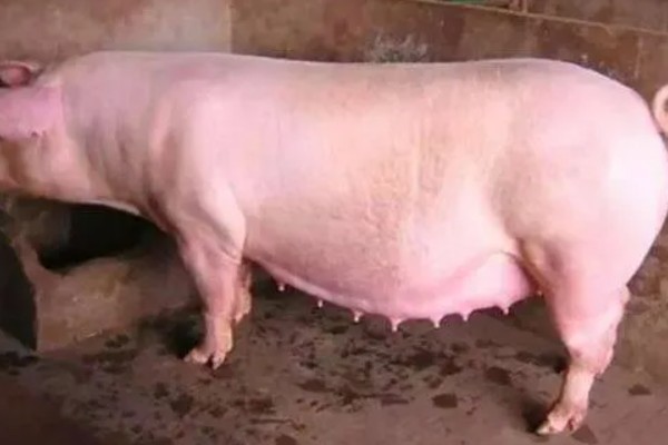 母猪胎死腹中怎么判断，会流出恶露、精神沉郁等