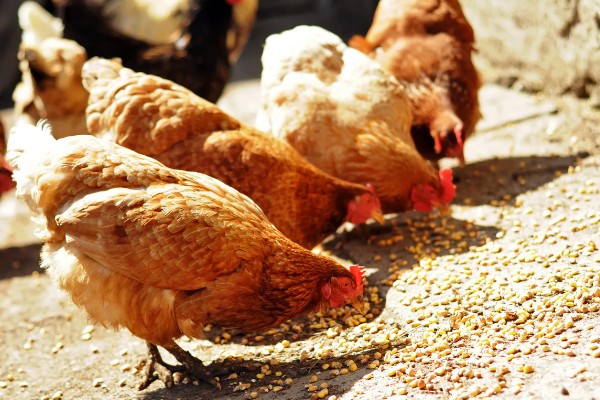 鸡吃什么才能长得快,可喂食能量饲料、蛋白质饲料等