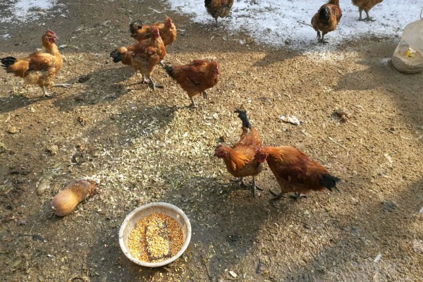 鸡吃什么才能长得快,可喂食能量饲料、蛋白质饲料等