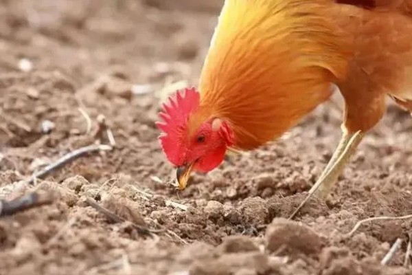 鸡吃什么才能长得快,可喂食能量饲料、蛋白质饲料等