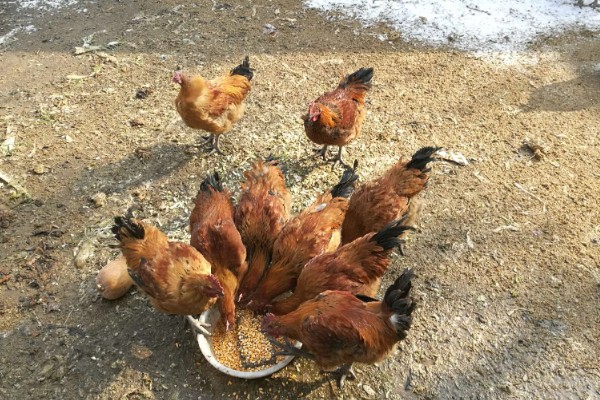 鸡吃什么才能长得快,可喂食能量饲料、蛋白质饲料等