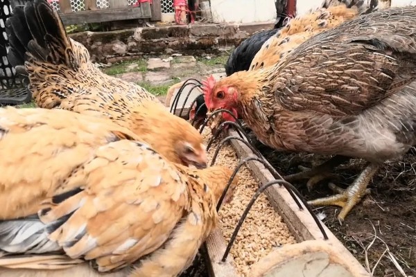 鸡吃什么才能长得快,可喂食能量饲料、蛋白质饲料等