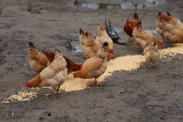 鸡吃什么才能长得快,可喂食能量饲料、蛋白质饲料等