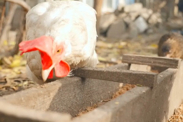鸡吃什么才能长得快,可喂食能量饲料、蛋白质饲料等