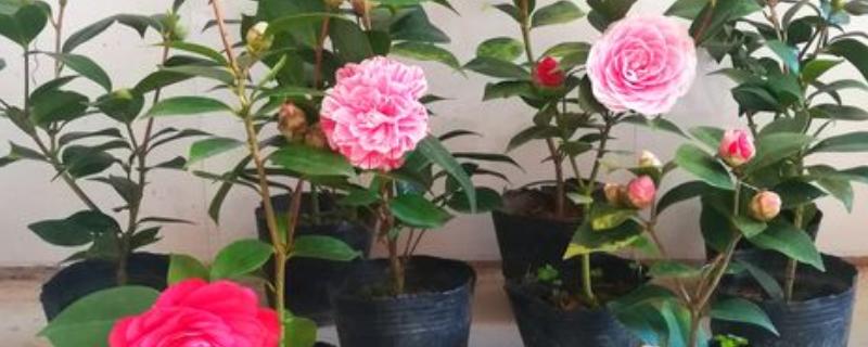 五色赤丹茶花苗如何栽种，放在弱光和温和的阳光地方养护