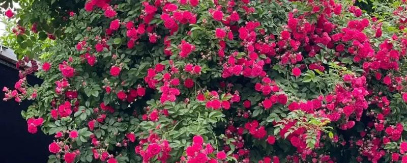 红木香与蔷薇有什么区别，红木香的花期更长