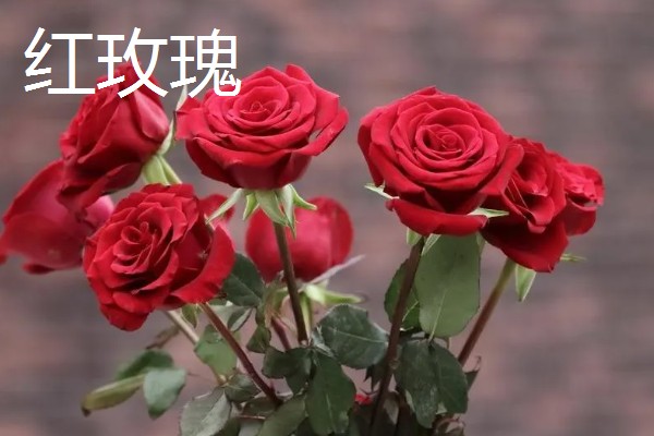 99朵玫瑰的花语，寓意长长久久的感情