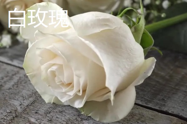 99朵玫瑰的花语，寓意长长久久的感情