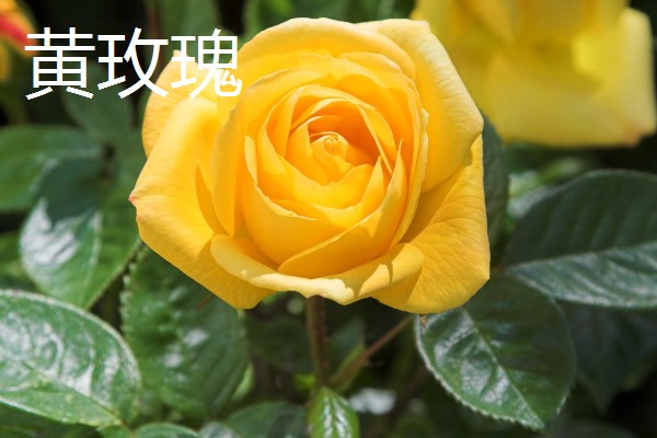 99朵玫瑰的花语，寓意长长久久的感情