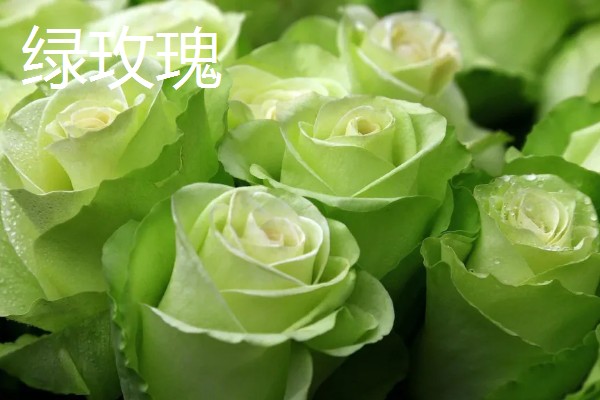 99朵玫瑰的花语，寓意长长久久的感情