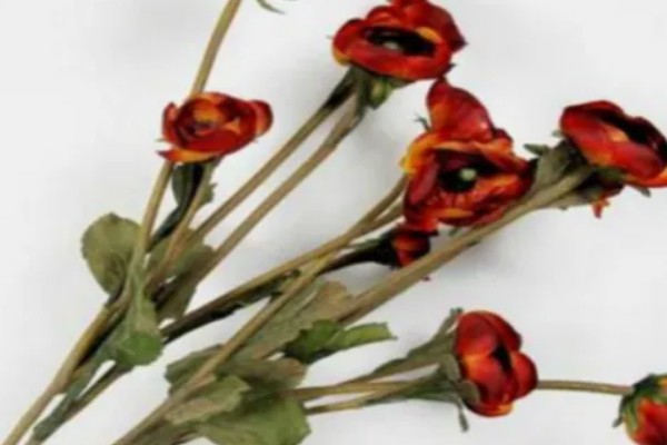 99朵玫瑰的花语，寓意长长久久的感情