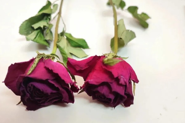 99朵玫瑰的花语，寓意长长久久的感情