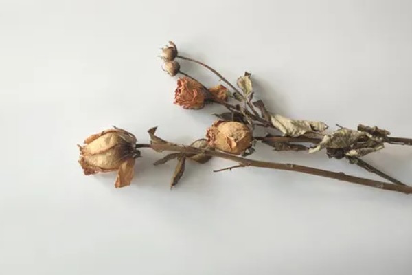 99朵玫瑰的花语，寓意长长久久的感情