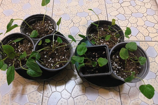 俄罗斯风铃如何养殖，生长环境的适温为13-18℃