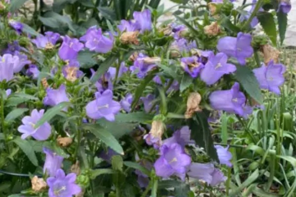 俄罗斯风铃如何养殖，生长环境的适温为13-18℃