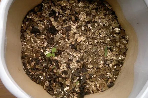 俄罗斯风铃如何养殖，生长环境的适温为13-18℃