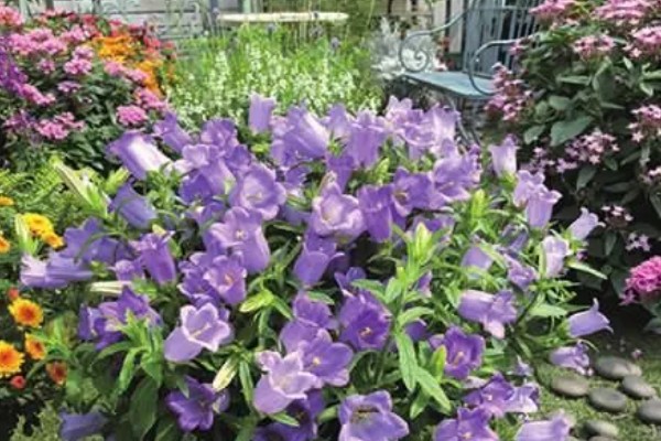 俄罗斯风铃如何养殖，生长环境的适温为13-18℃