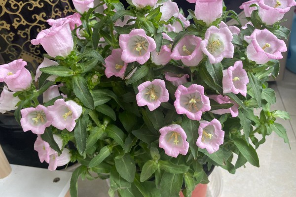 俄罗斯风铃如何养殖，生长环境的适温为13-18℃