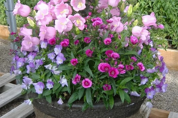 俄罗斯风铃如何养殖，生长环境的适温为13-18℃