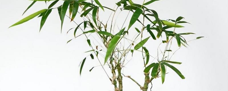 米竹怎么种植，春秋季节每隔3-5天浇一次水