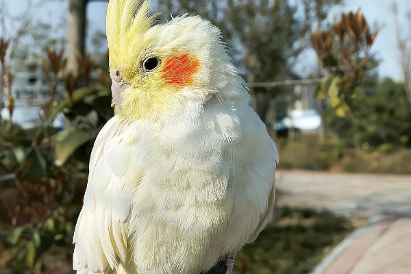 玄凤鹦鹉如何分辨公母，可以从脸部颜色和翅膀来分辨