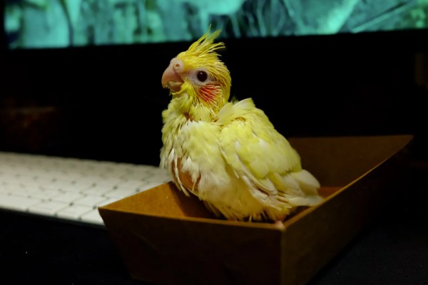 玄凤鹦鹉如何分辨公母，可以从脸部颜色和翅膀来分辨