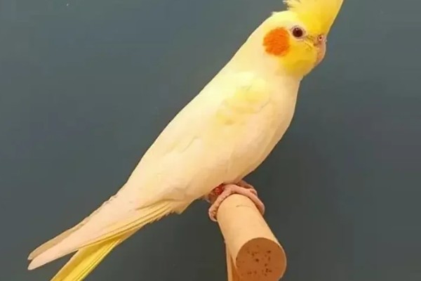 玄凤鹦鹉如何分辨公母，可以从脸部颜色和翅膀来分辨