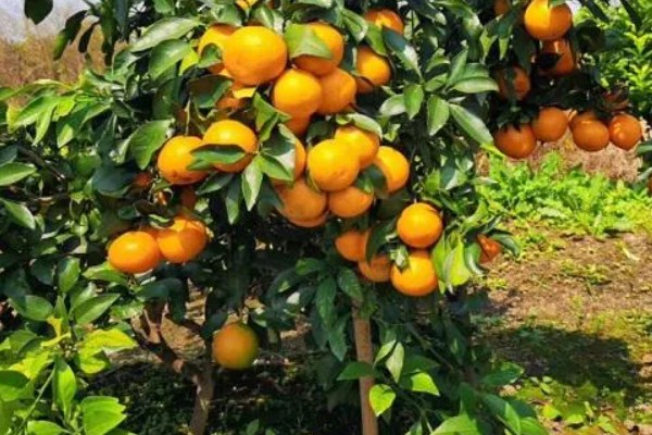 桔子树掉果如何处理，视情况采取对应措施