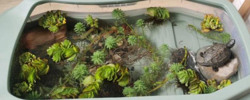 养草龟用什么水，日常用的自来水可满足需求