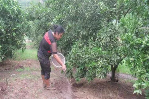 桔子树掉果如何处理，视情况采取对应措施