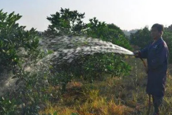 桔子树掉果如何处理，视情况采取对应措施