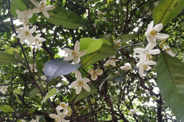 桔子树掉果如何处理，视情况采取对应措施