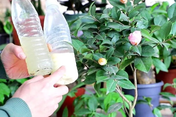 五色赤丹茶花苗如何栽种，放在弱光和温和的阳光地方养护