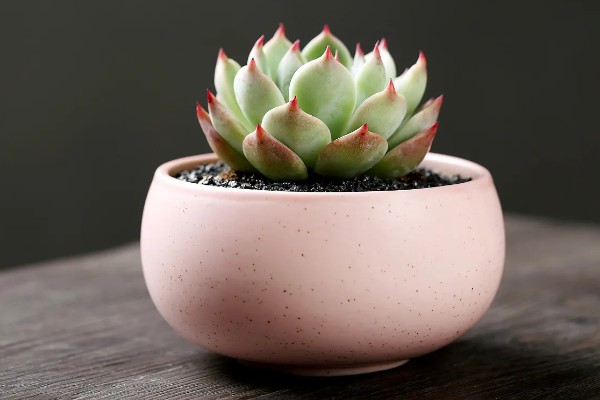 多肉扦插如何浇水，大概10-15天浇一次水