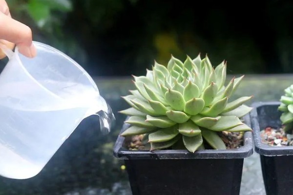 多肉扦插如何浇水，大概10-15天浇一次水