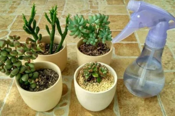 多肉扦插如何浇水，大概10-15天浇一次水