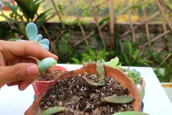 多肉扦插如何浇水，大概10-15天浇一次水