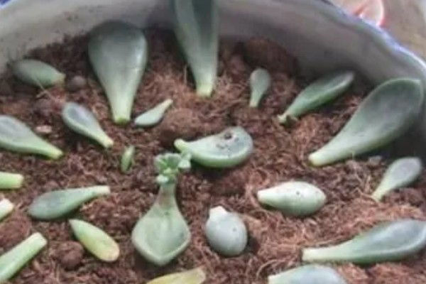 多肉扦插如何浇水，大概10-15天浇一次水