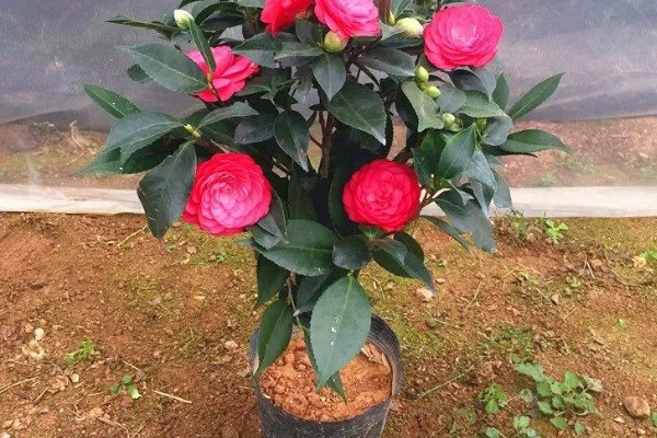 五色赤丹茶花苗如何栽种，放在弱光和温和的阳光地方养护