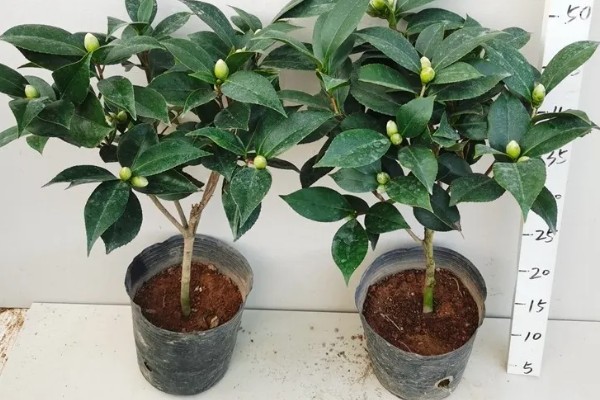 五色赤丹茶花苗如何栽种，放在弱光和温和的阳光地方养护