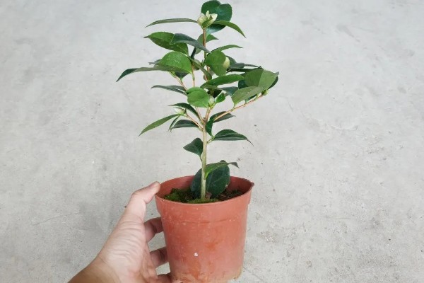 五色赤丹茶花苗如何栽种，放在弱光和温和的阳光地方养护