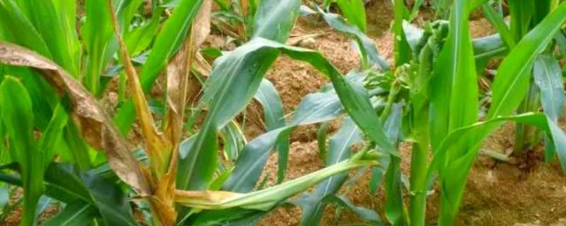 玉米顶腐病如何辨认，发病植株会出现黄色条斑
