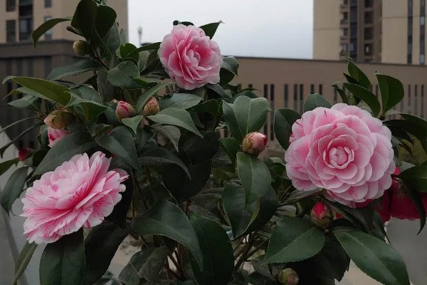 五色赤丹茶花苗如何栽种，放在弱光和温和的阳光地方养护