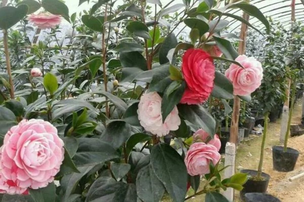 五色赤丹茶花苗如何栽种，放在弱光和温和的阳光地方养护