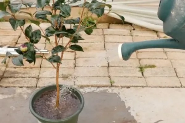 五色赤丹茶花苗如何栽种，放在弱光和温和的阳光地方养护