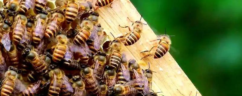 蜂群夏季停产的原因，主要是高温、蜜源匮乏所致