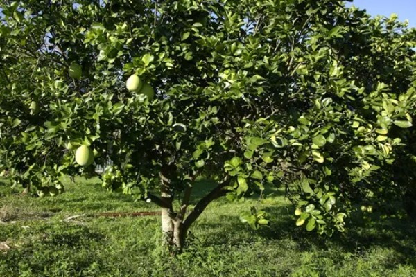柚子几月份成熟,在9-12月份就会成熟